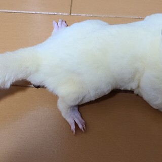 【里親募集】フクロモモンガ