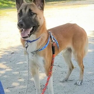 佐賀県が募集対象のすべてのペット里親募集情報 ペットのおうち 月間利用者150万人