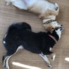 仲良く寝てる姿です