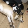 の写真