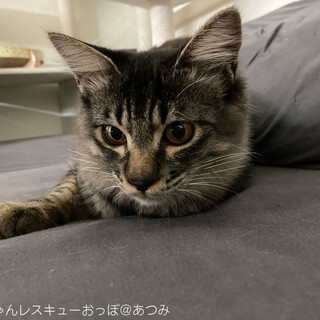 キジトラ　中毛　慎重派　スリスリ