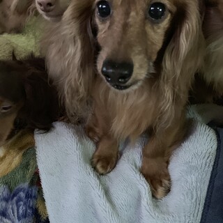ミニチュアダックスの里親さん募集します。