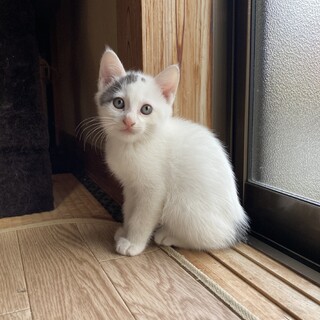 生後2ヶ月のオス猫