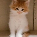 毛がフサフサの可愛い子です