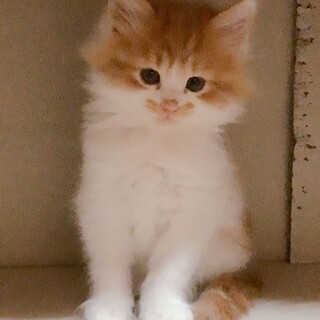 毛がフサフサの可愛い子です