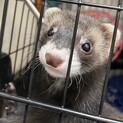 赤ちゃんフェレットの里親さん募集します