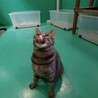 保健所収容：仮名・タビ♂(去勢済) サムネイル2