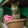 保健所収容：仮名・タビ♂(去勢済) サムネイル3