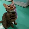 保健所収容：仮名・タビ♂(去勢済) サムネイル5