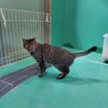 保健所収容：仮名・タビ♂(去勢済) サムネイル6