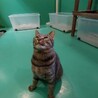 保健所収容：仮名・タビ♂(去勢済) サムネイル7