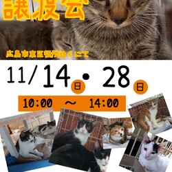 保護ねこ☆小さな譲渡会