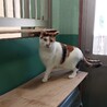 保健所収容：仮名，たま♀（不妊済） サムネイル3