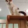 保健所収容：仮名，たま♀（不妊済） サムネイル4
