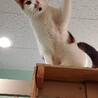 保健所収容：仮名，たま♀（不妊済） サムネイル5