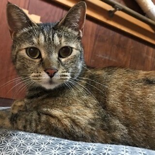 マロンちゃん　人が大好き！お膝大好き甘えっ子♪