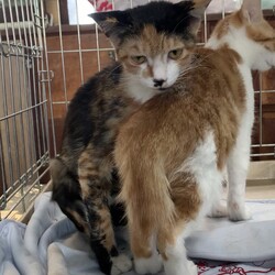 保護ねこ☆小さな譲渡会 サムネイル2