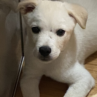 可愛い4兄妹シューの優しいお家を探しています