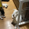 可愛い4兄妹シューの優しいお家を探しています サムネイル2