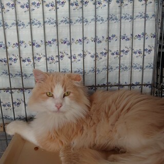 シャイなノルウェージャン♂