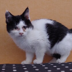 子猫ちゃん