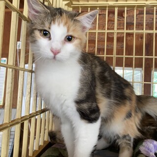 美猫パステル三毛ノルウェージャン♀