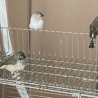 キンカチョウ　里親募集