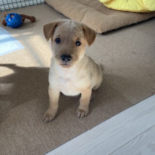 人懐こい６兄弟「はく」♂生後２ヶ月