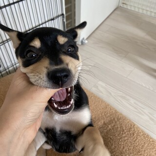 人懐こい６兄弟「なな」♀生後２ヶ月