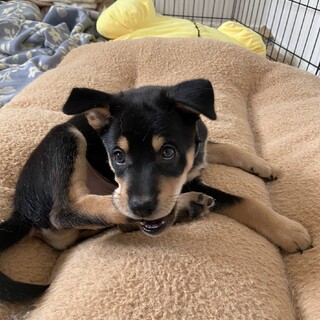 人懐こい６兄弟「いぶき」♂生後２ヶ月