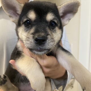 人懐こい６兄弟「こまち」♀生後２ヶ月