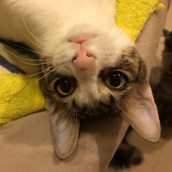 保護犬猫の譲渡会 in せとうちドッグパーク