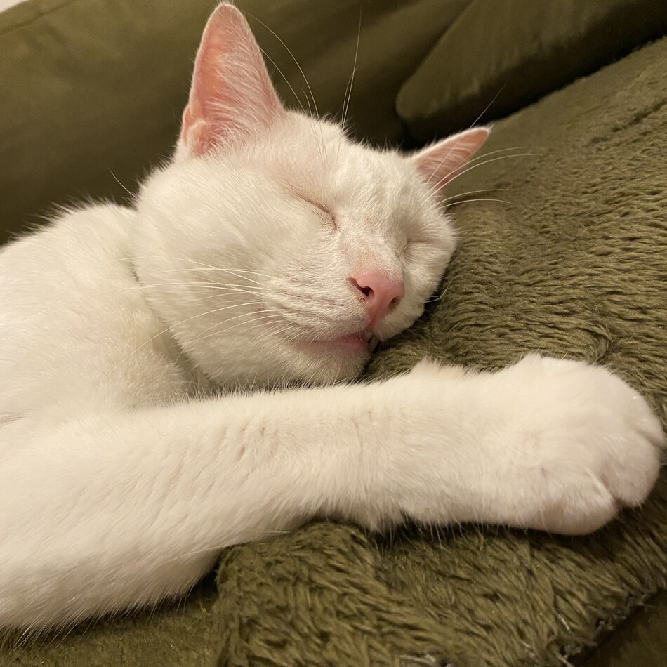 白玉（しらたま）のカバー写真