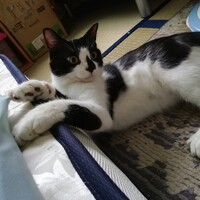 ミースケ