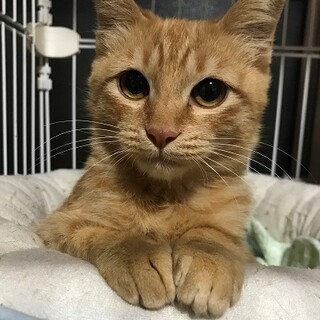 胡麦ちゃん　撫でるとゴロゴロ　触り心地いい女の子♪