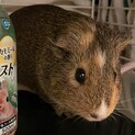 珍しいウリボー色のモルモットです。生後9ヶ月。