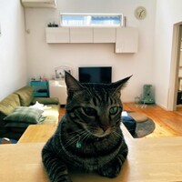 小寅（ことら）