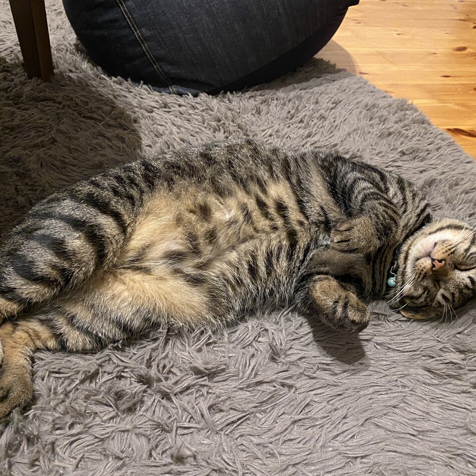 小寅（ことら）のカバー写真