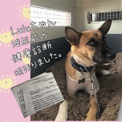 Luluちゃん、もうすぐ・・