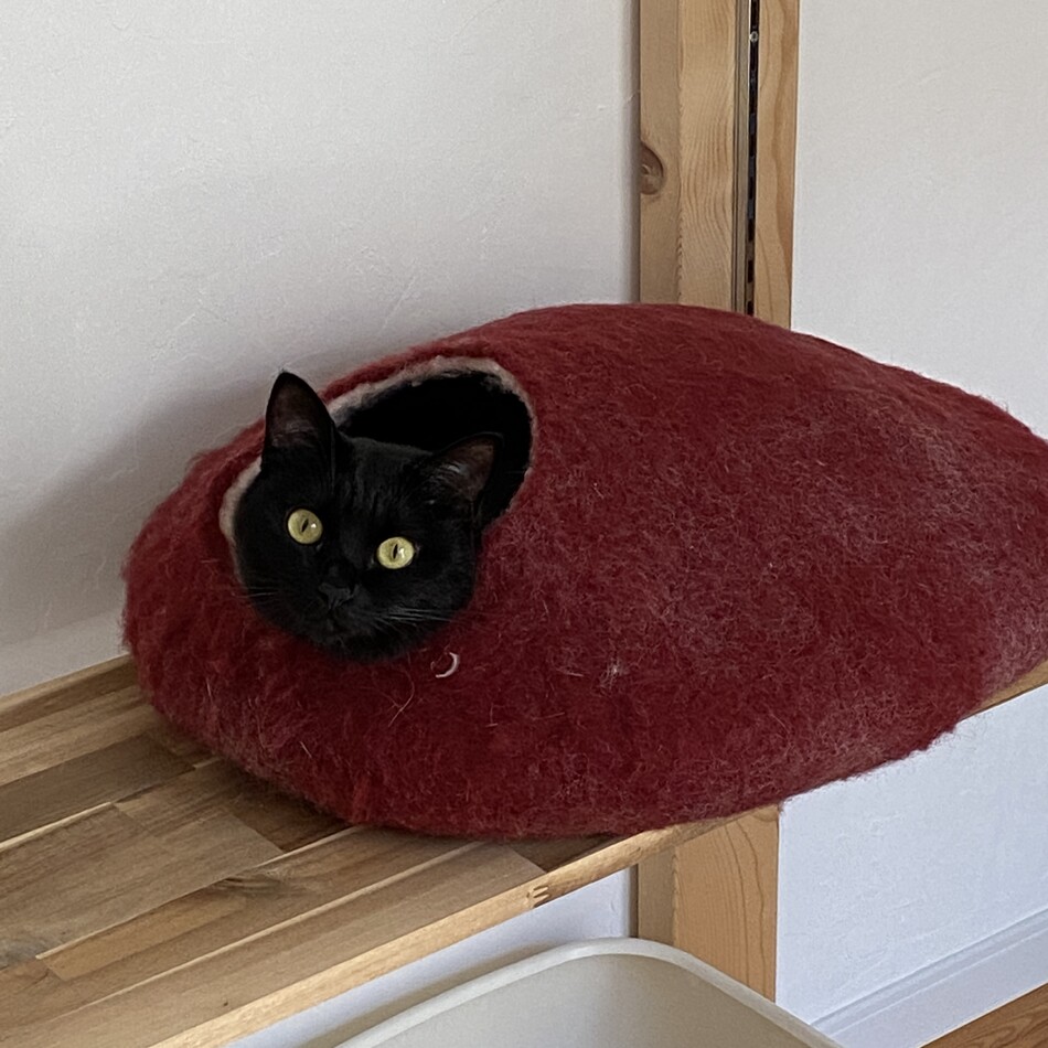 黒豆のカバー写真