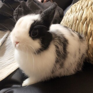 うさぎ　ドワーフホト　女の子　2歳半