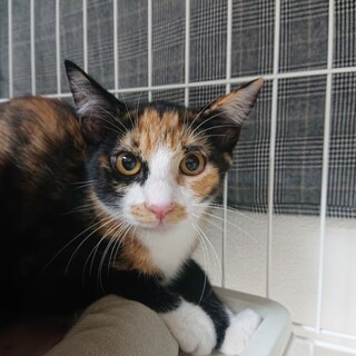 オリンピック兄妹　個性的なお顔の　はなび♀