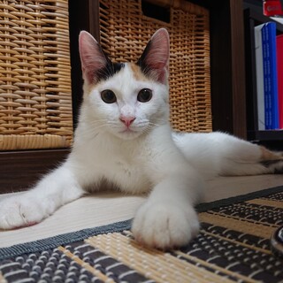 オリンピック兄妹　ふわふわ毛並みの　まつり♀