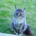 保護猫サバトラ長毛男の子3〜４歳☆里親様募集☆