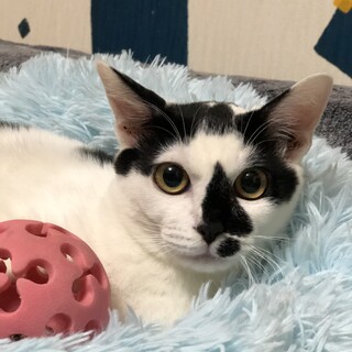 ハート柄半年男の子