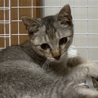 優しい性格のちょっと臆病なグレー猫の諭吉君❣️