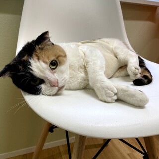 縁側が似合う美人の三毛猫　おたまさん　