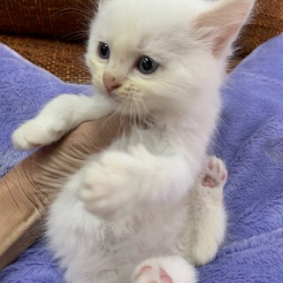 里親さま決まりました☆