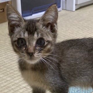 とっても甘えたなアビシニアン風☆アメちゃん❣️