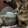 とっても甘えたなアビシニアン風☆アメちゃん❣️ サムネイル2